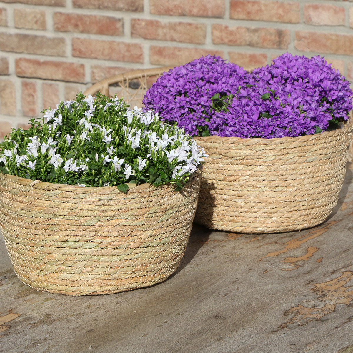 Campanula Addenda Ambella Intense purple - Rieten schaal met Campanula met watergeefsysteem - 3 stuks - Klokjesbloem paars - potmaat 12cm - binnen & buiten