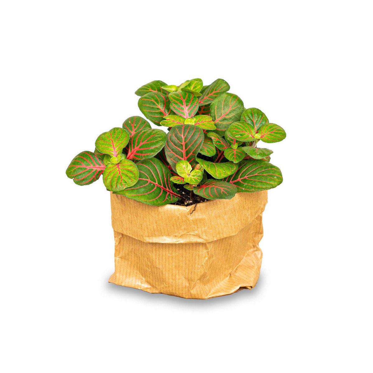 Fittonia Bubble Red - Rood en groen - Mozaïekplant