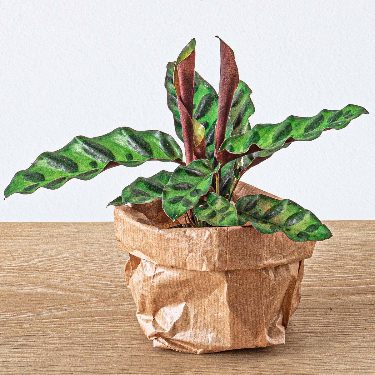 Calathea Lancifolia - Pauwplant - Terrariumplant