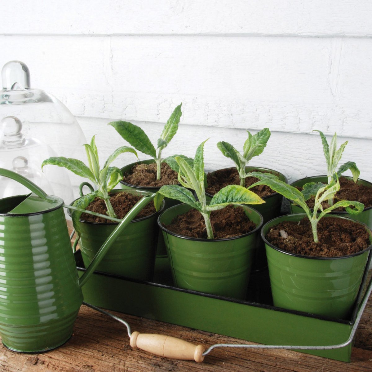 Bloemengieter - Zink - 1 liter - Groen - Grijs - Wit