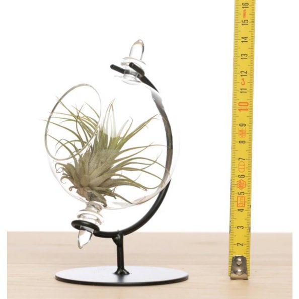 Kleine globe + ionantha medium