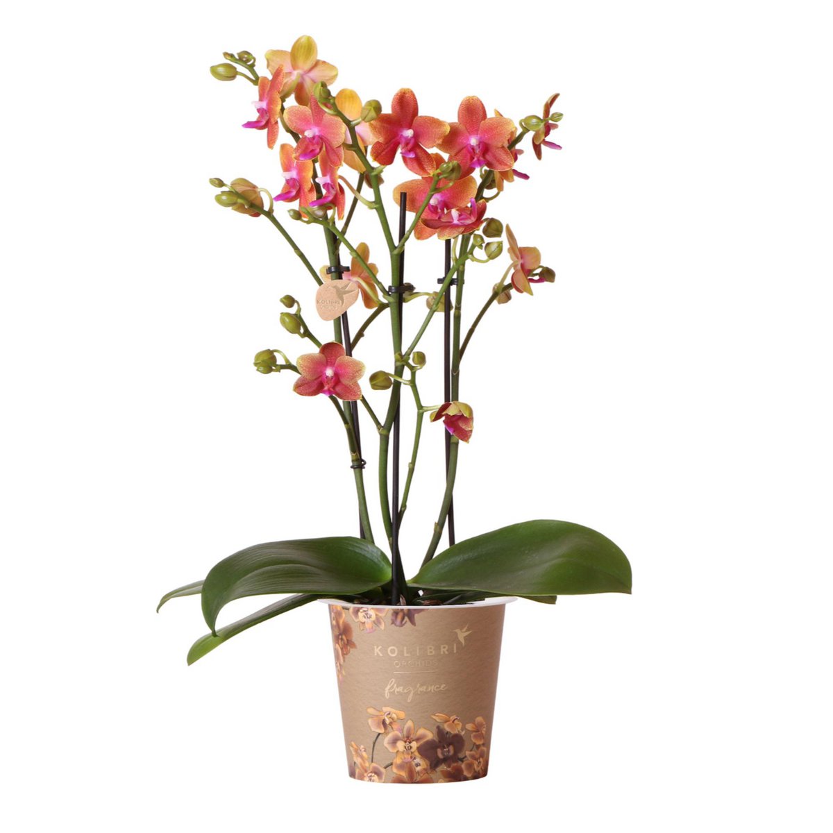 Kolibri Orchids | oranje geurende Phalaenopsis orchidee - Fragrance orange - potmaat Ø12cm | bloeiende kamerplant - vers van de kweker