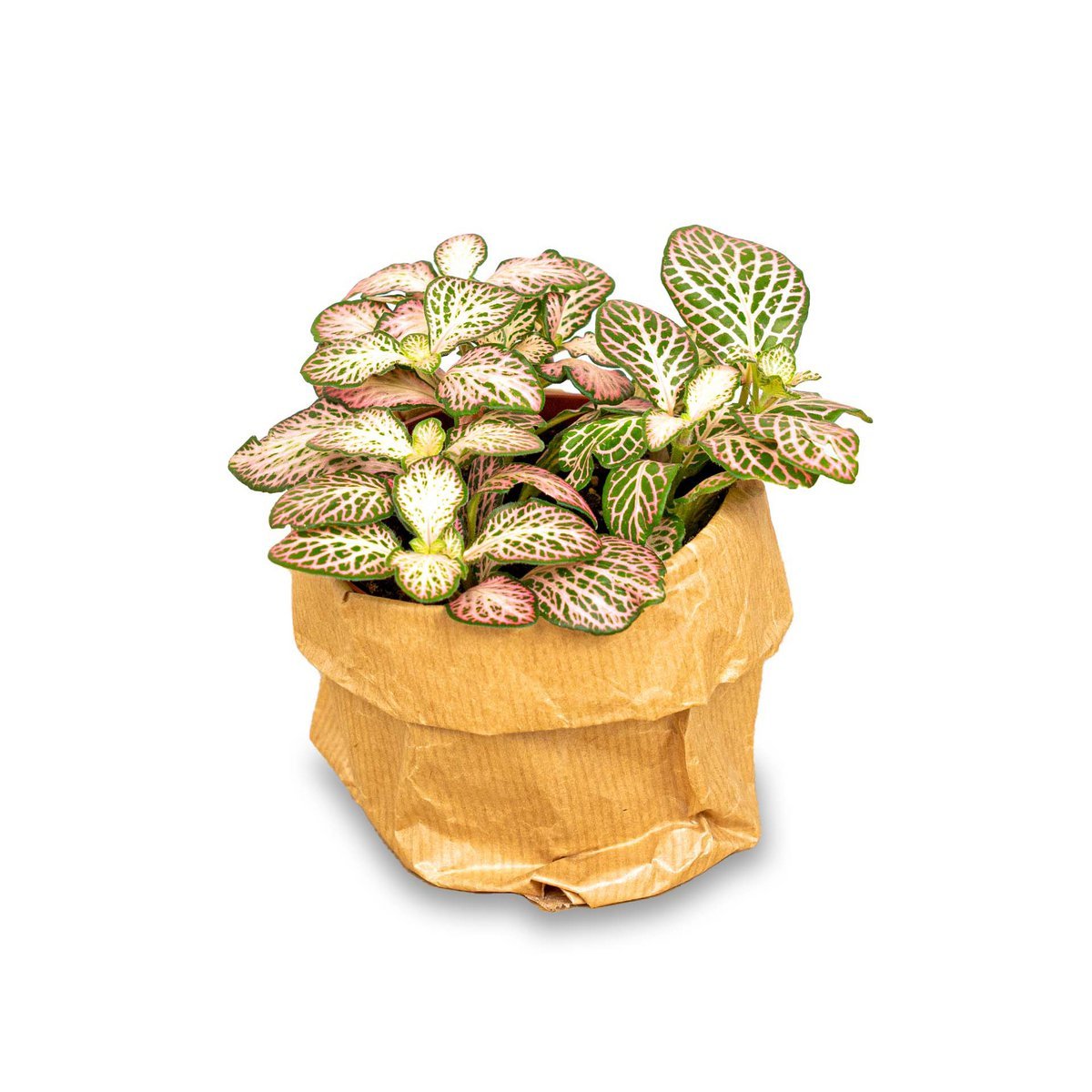 Fittonia Pink Tiger - Roze, wit en groen - Mozaïekplant