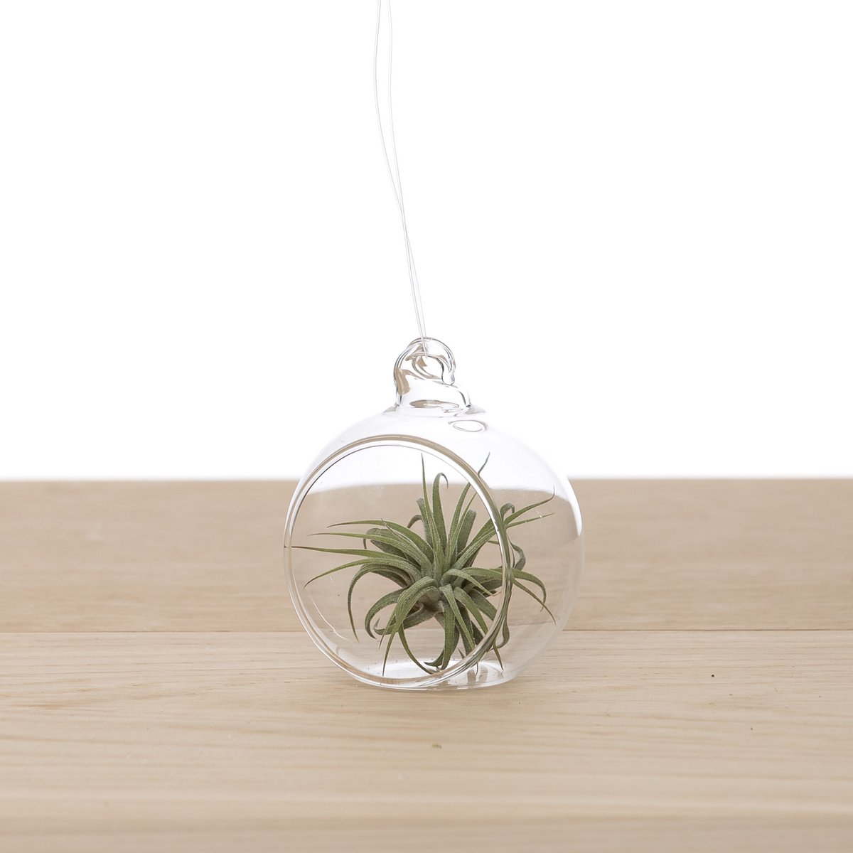 Tillandsia in Glasbol 6cm