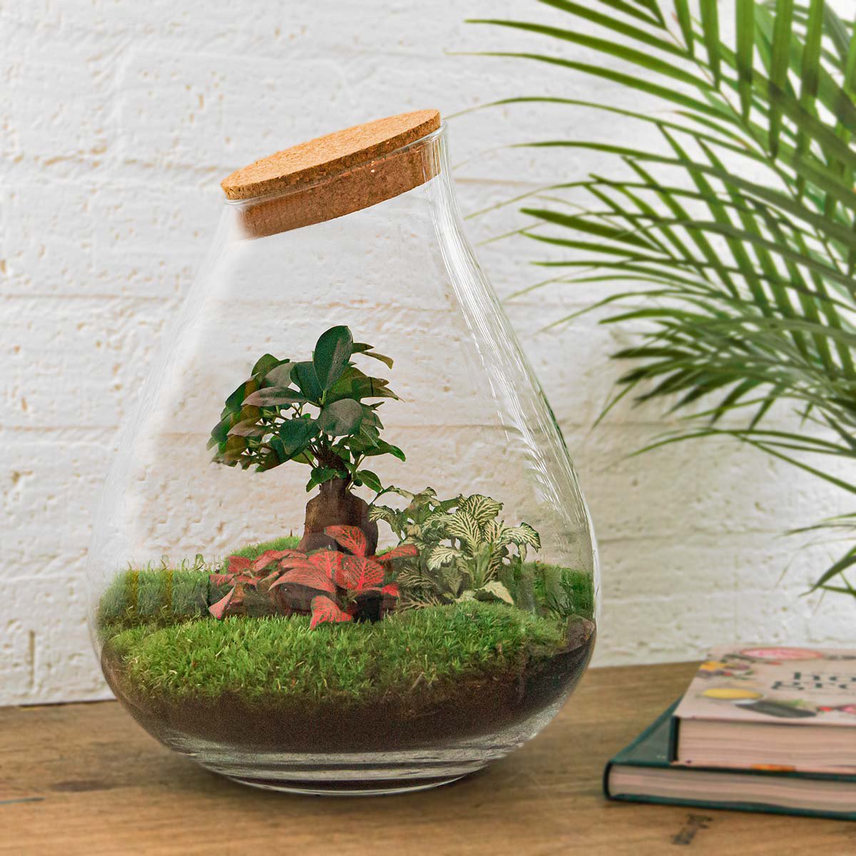 Terrarium DIY Kit - Drop XL Ficus Ginseng Bonsai - Flessentuin - ↑ 37 cm