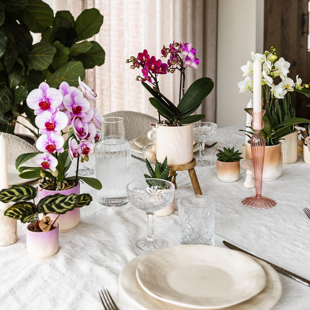 Colibr Orchids | Pink Orchid Nigagara Falls + Grawn Pot Pink - Potmate Ø9cm | -Driverende kamerplant - vers van de teler
