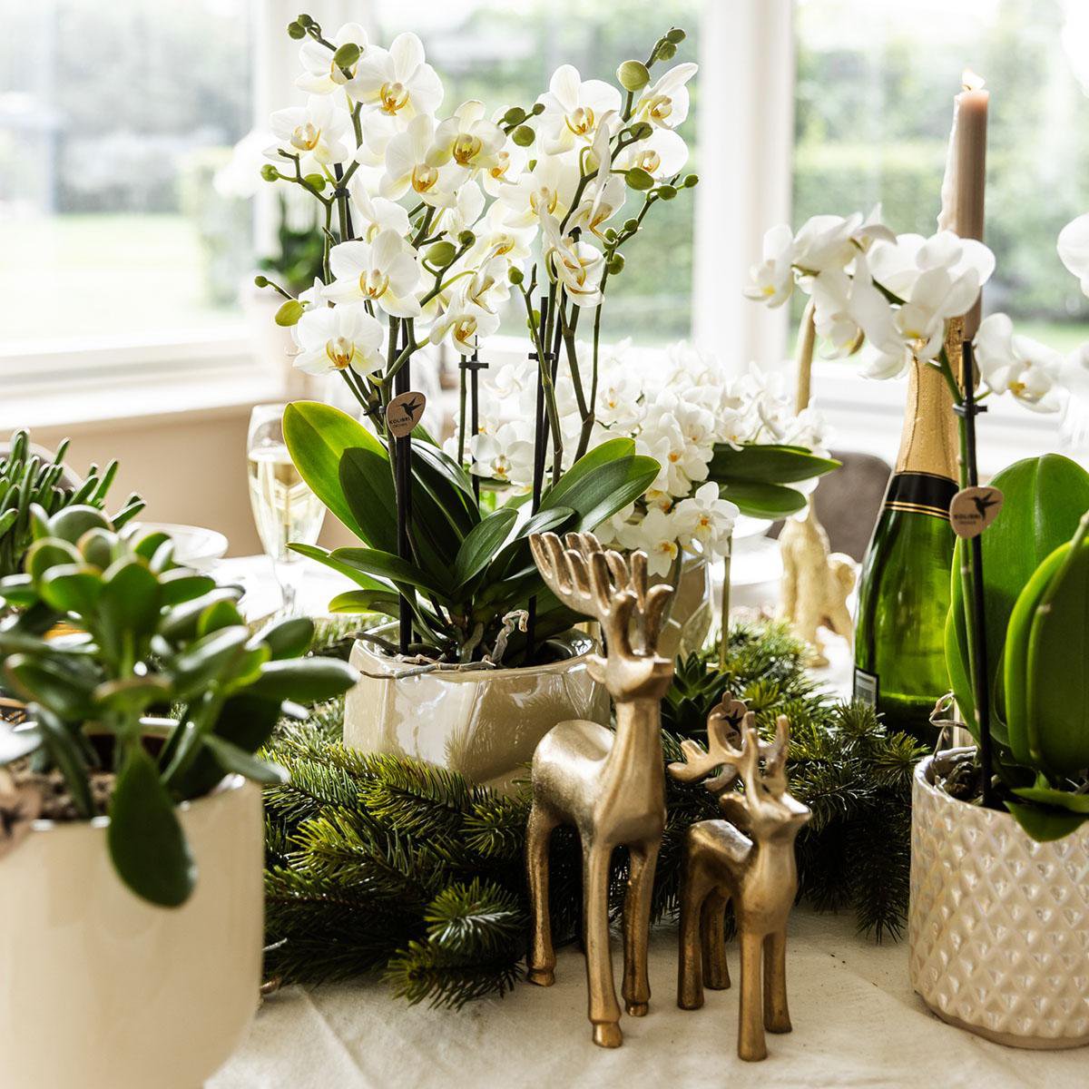 Kolibri Home | Diamond Pearl Sierpot - Travertine - Ø9cm