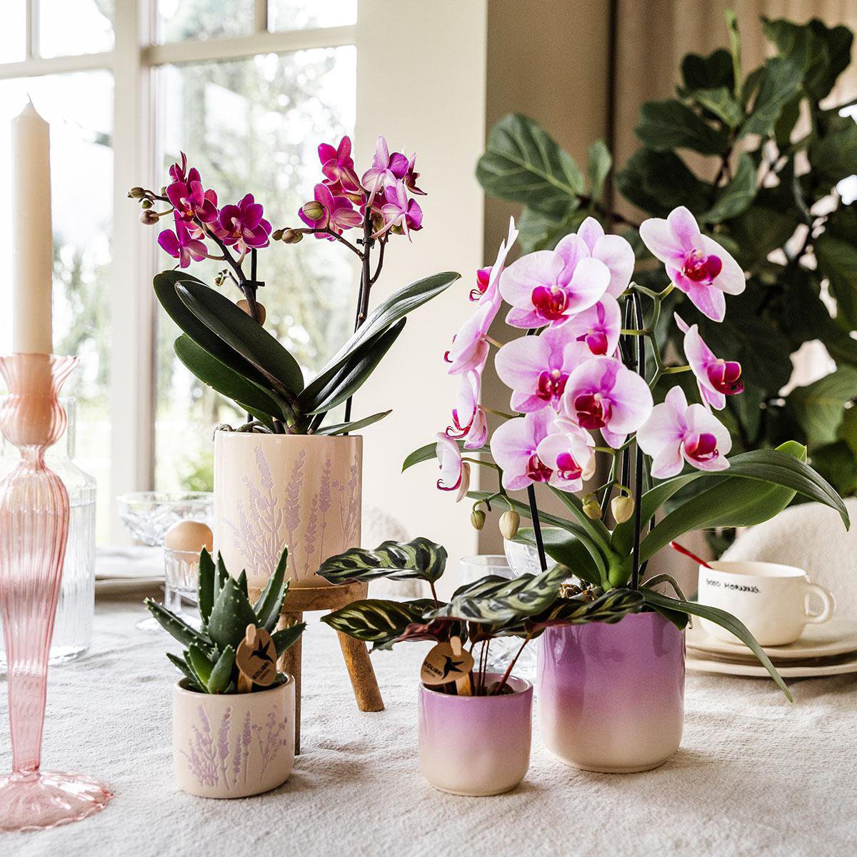 Colibr Orchids | Pink Orchid Nigagara Falls + Grawn Pot Pink - Potmate Ø9cm | -Driverende kamerplant - vers van de teler
