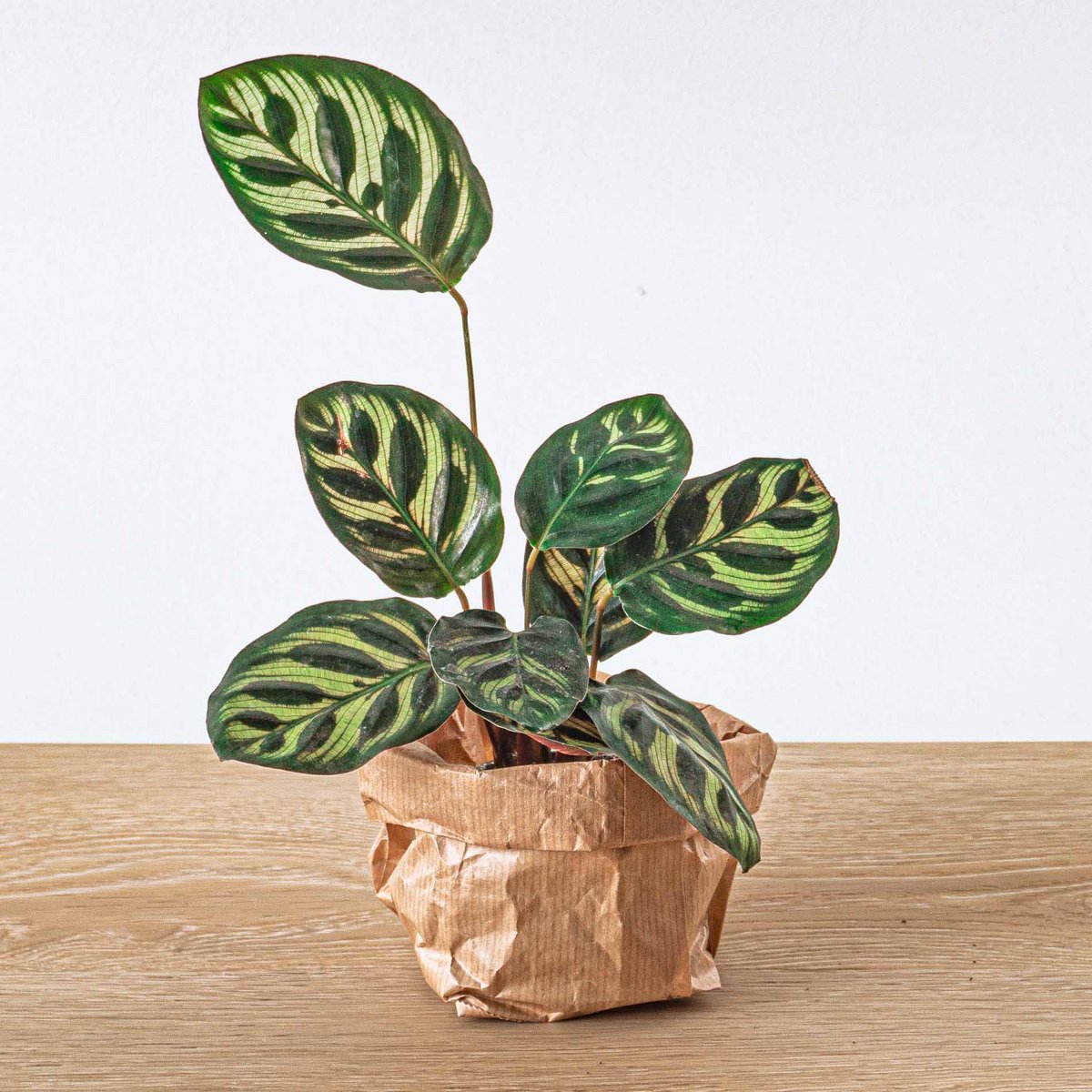 Calathea Makoyana - Pauwplant - Terrariumplant