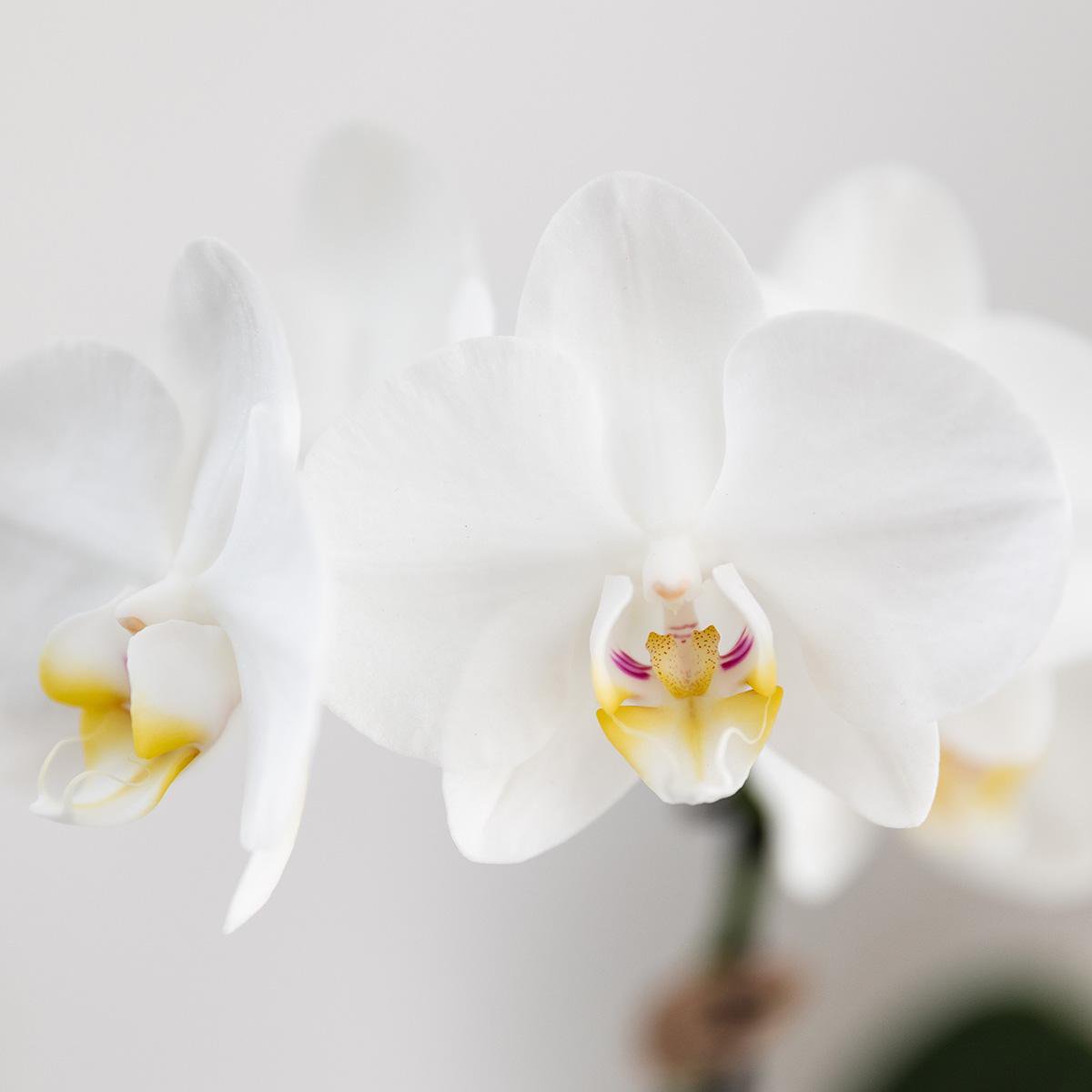 Kolibrie-orchideeën | Cadeauset Untamed Nature klein | Groene plant met witte Phalaenopsis orchidee Amabilis in Jaguar sierpotten op bamboeblad