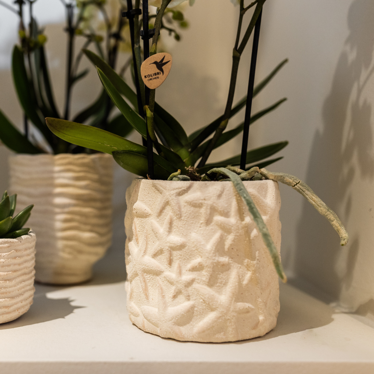 Kolibri Thuis | Star Fish sierpot - Off White - Ø6cm