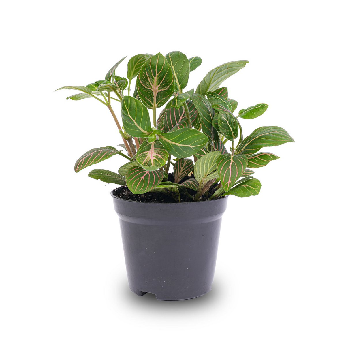 Fittonia Joly Josan - Rood en groen - Mozaïekplant