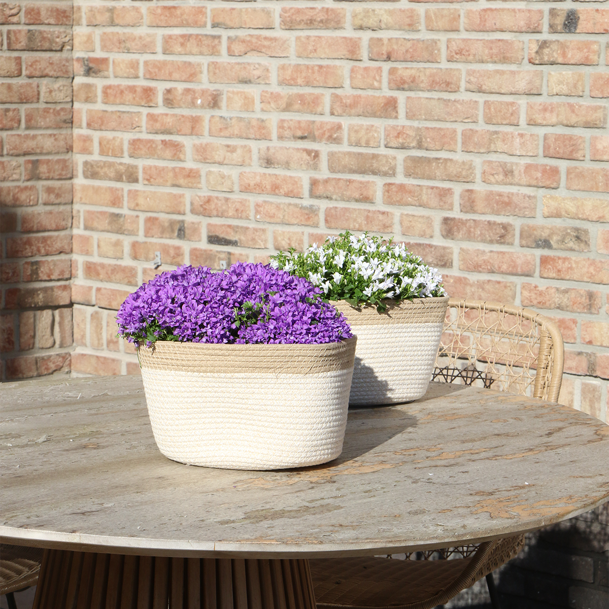 Campanula Addenda Ambella Intense purple - Cotton schaal met Campanula met watergeefsysteem - 3 stuks - Klokjesbloem paars - potmaat 12cm - binnen & buiten