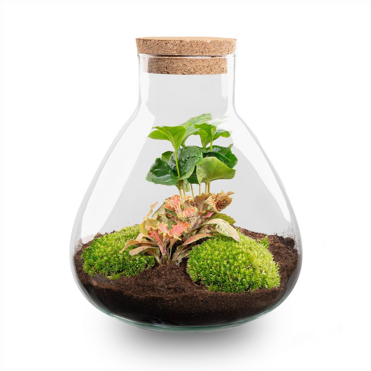 Terrarium bouwpakket - Sammie - Bottle Garden - ↑ 27 cm