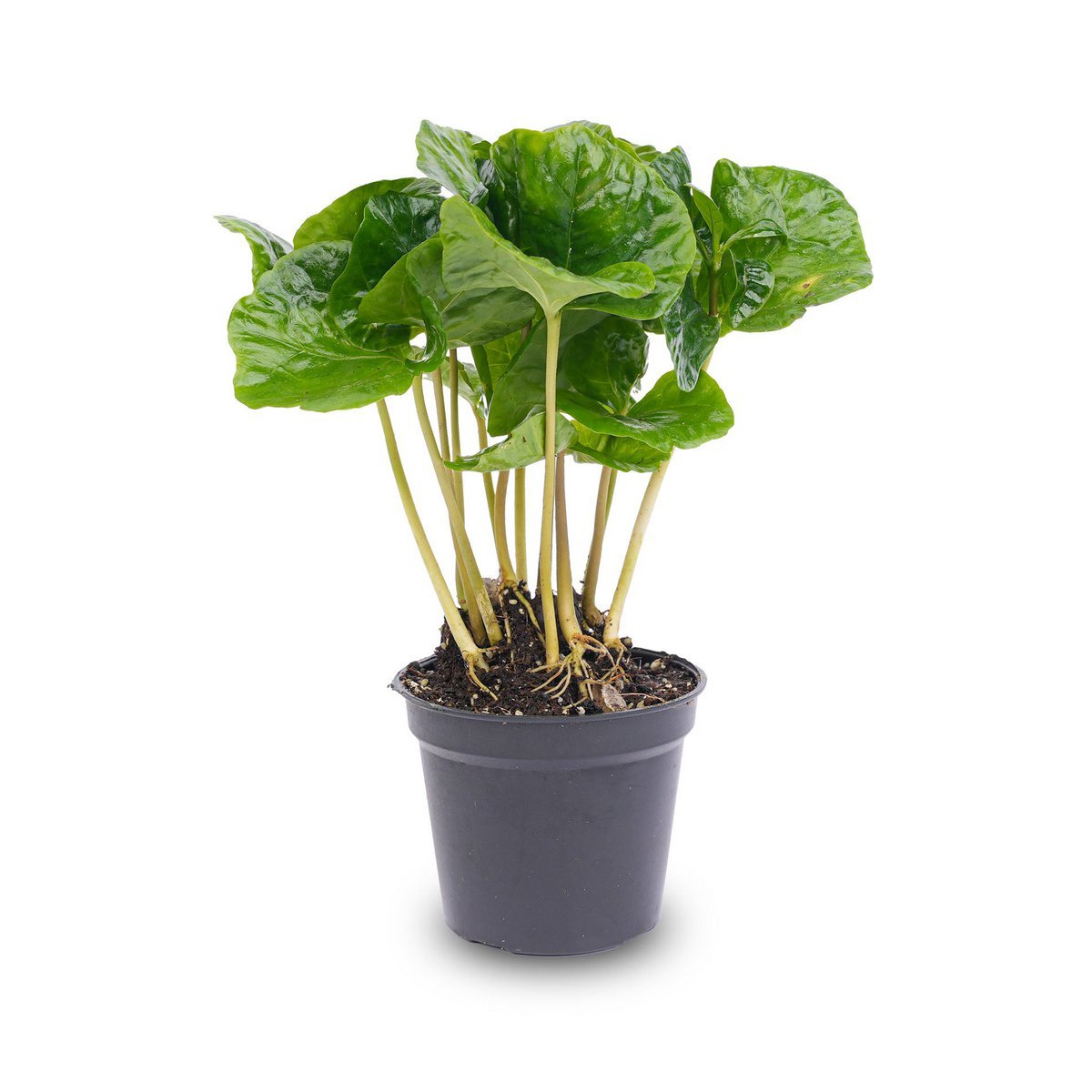 Coffea Arabica - Koffieplant - Terrariumplant