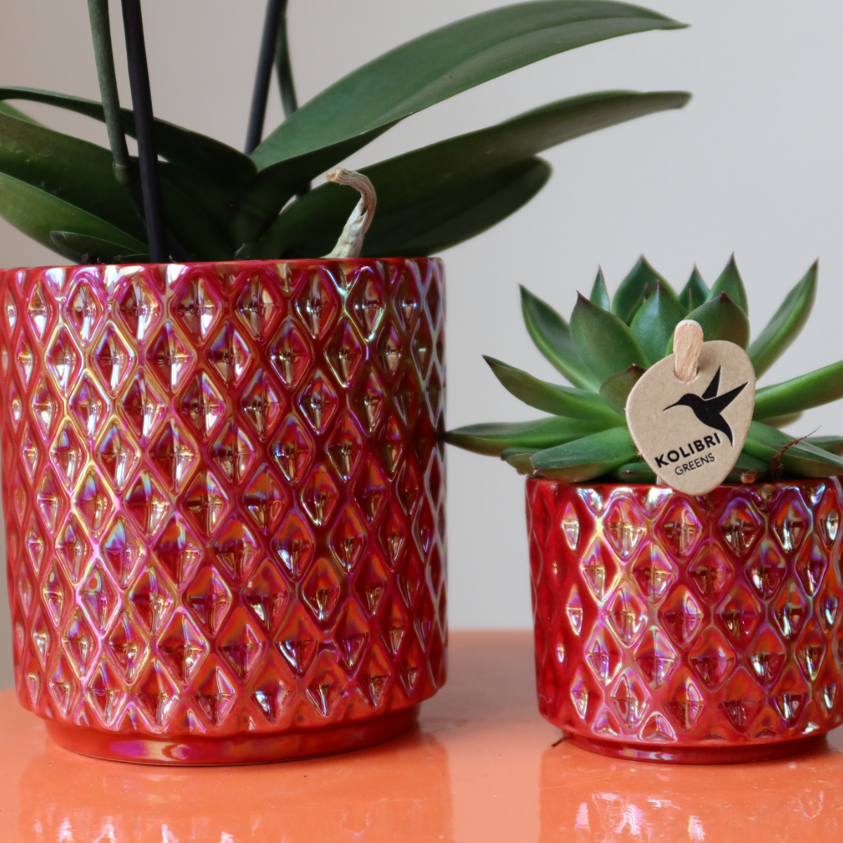 Colibr Orchids | Rode Phalaenopsis Orchid Congo + Diamond Pearl Pot Rood - Pot Measure Ø9cm | -Driverende kamerplant - vers van de teler