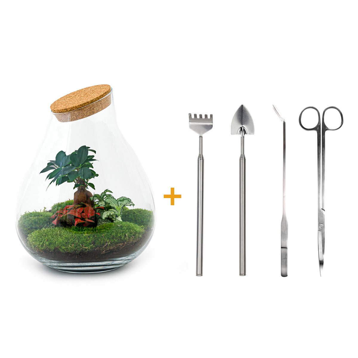 Ecosysteem plant - Drop XXL Bonsai - Planten terrarium - ↑ 43 cm