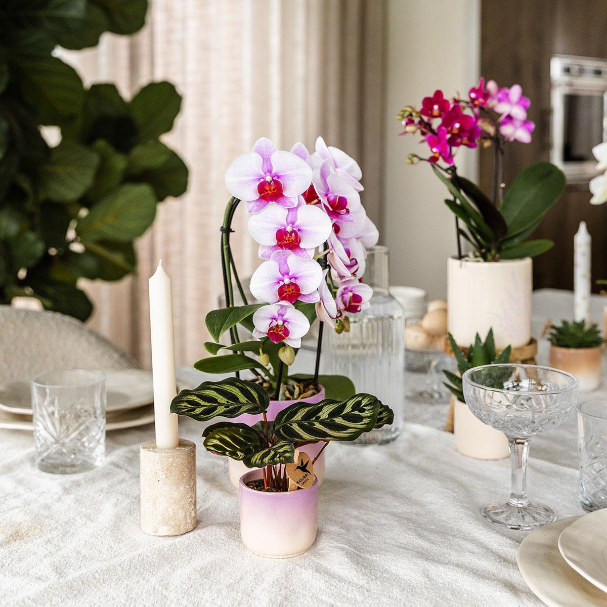 Colibr Orchids | Pink Orchid Nigagara Falls + Grawn Pot Pink - Potmate Ø9cm | -Driverende kamerplant - vers van de teler
