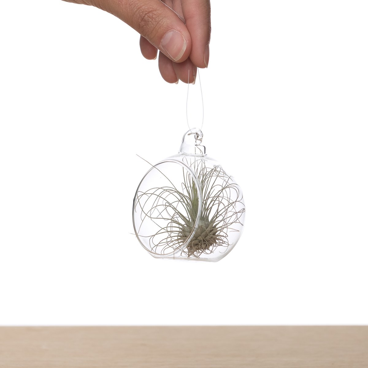Tillandsia in Glasbol 6cm