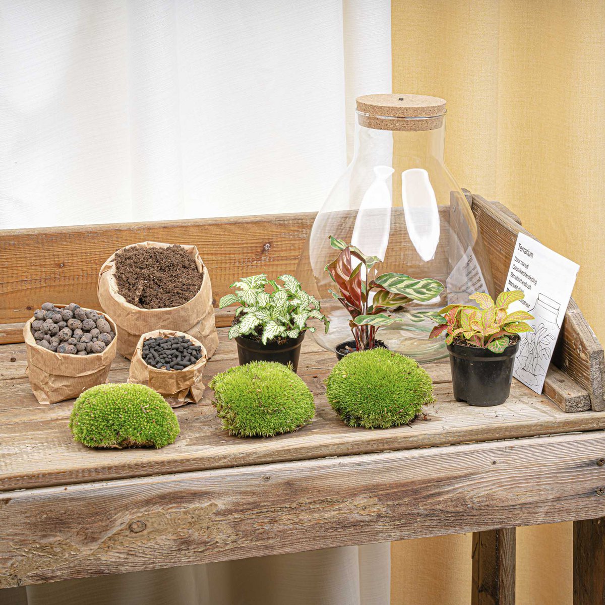 Terrarium DIY Kit - Sam Calathea met licht - Flessentuin - ↑ 30 cm
