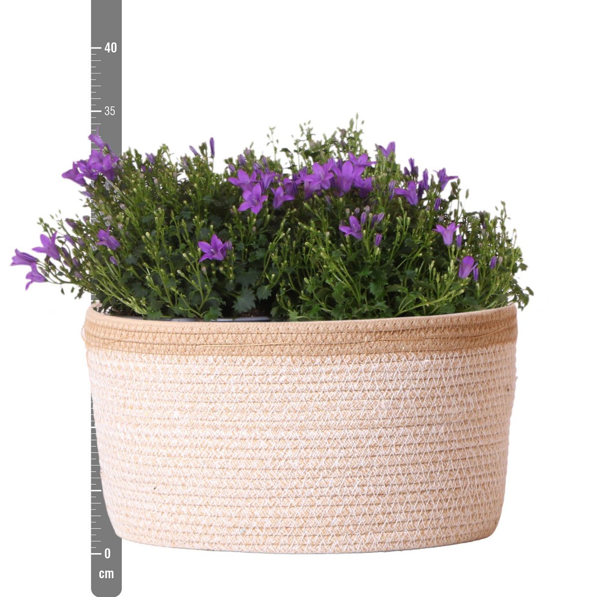 Campanula Addenda Ambella Intense purple - Cotton schaal met Campanula met watergeefsysteem - 3 stuks - Klokjesbloem paars - potmaat 12cm - binnen & buiten