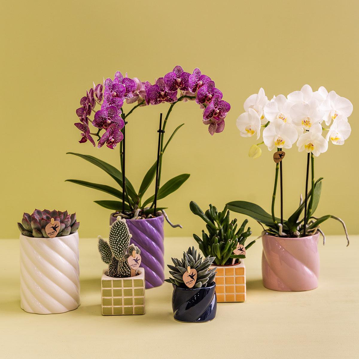 Kolibri Home | Mosa sierpot - oranje - Ø6cm