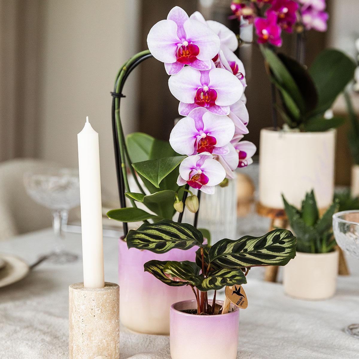 Colibr Orchids | Pink Orchid Nigagara Falls + Grawn Pot Pink - Potmate Ø9cm | -Driverende kamerplant - vers van de teler