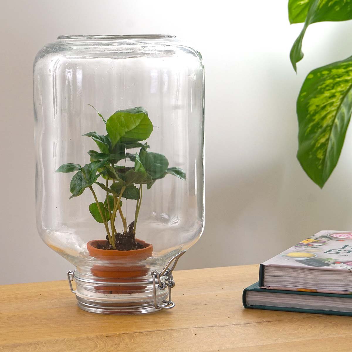Easyplant - Ficus Ginseng Bonsai - DIY Terrarium Kit - ↑ 28 cm