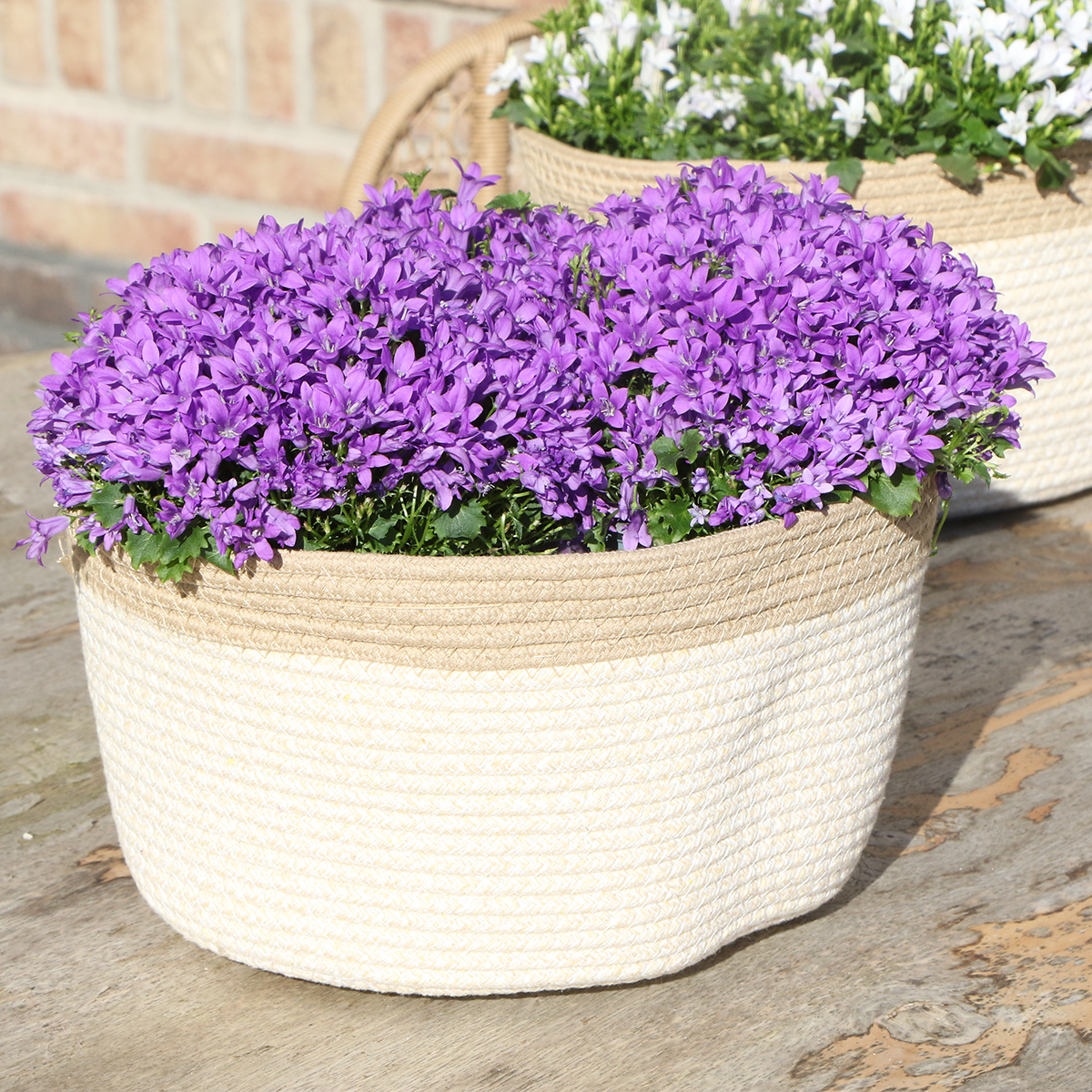 Campanula Addenda Ambella Intense purple - Cotton schaal met Campanula met watergeefsysteem - 3 stuks - Klokjesbloem paars - potmaat 12cm - binnen & buiten