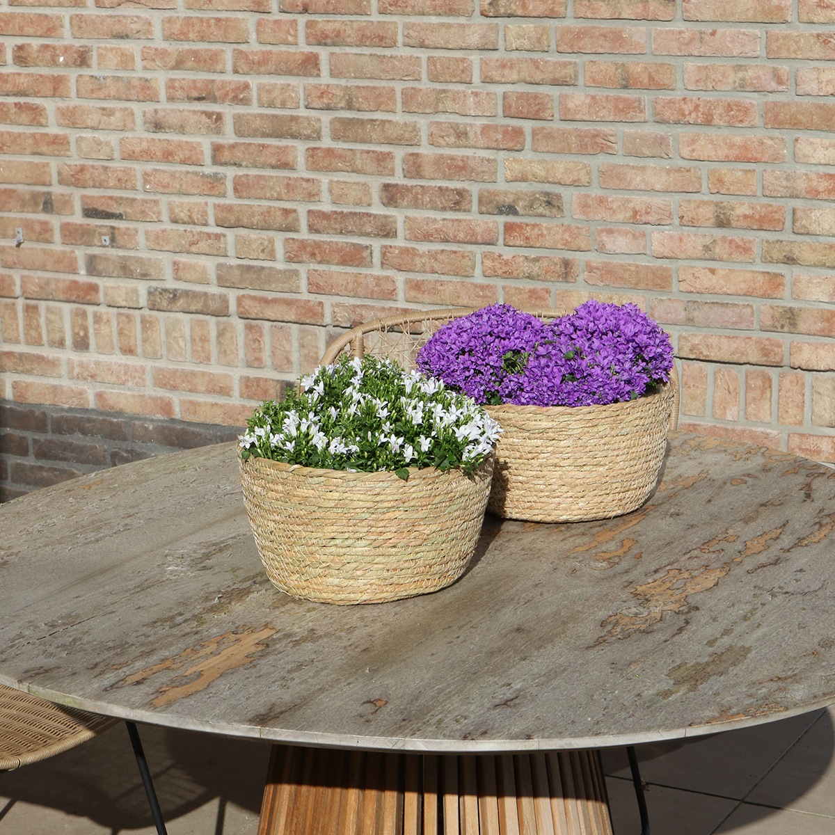 Campanula Addenda Ambella Intense purple - Rieten schaal met Campanula met watergeefsysteem - 3 stuks - Klokjesbloem paars - potmaat 12cm - binnen & buiten