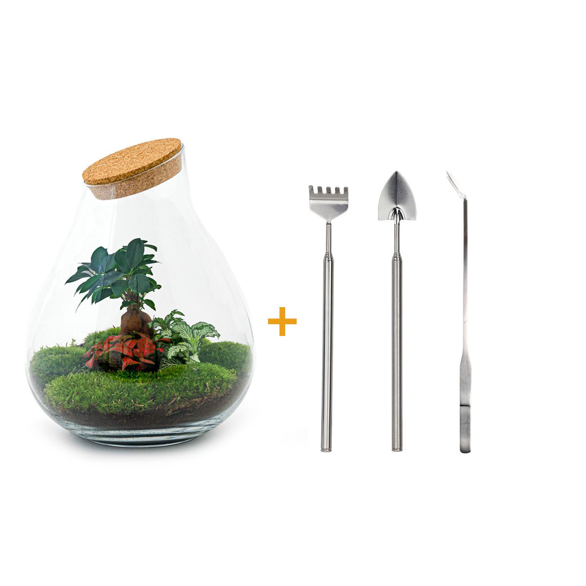 Ecosysteem plant - Drop XXL Bonsai - Planten terrarium - ↑ 43 cm
