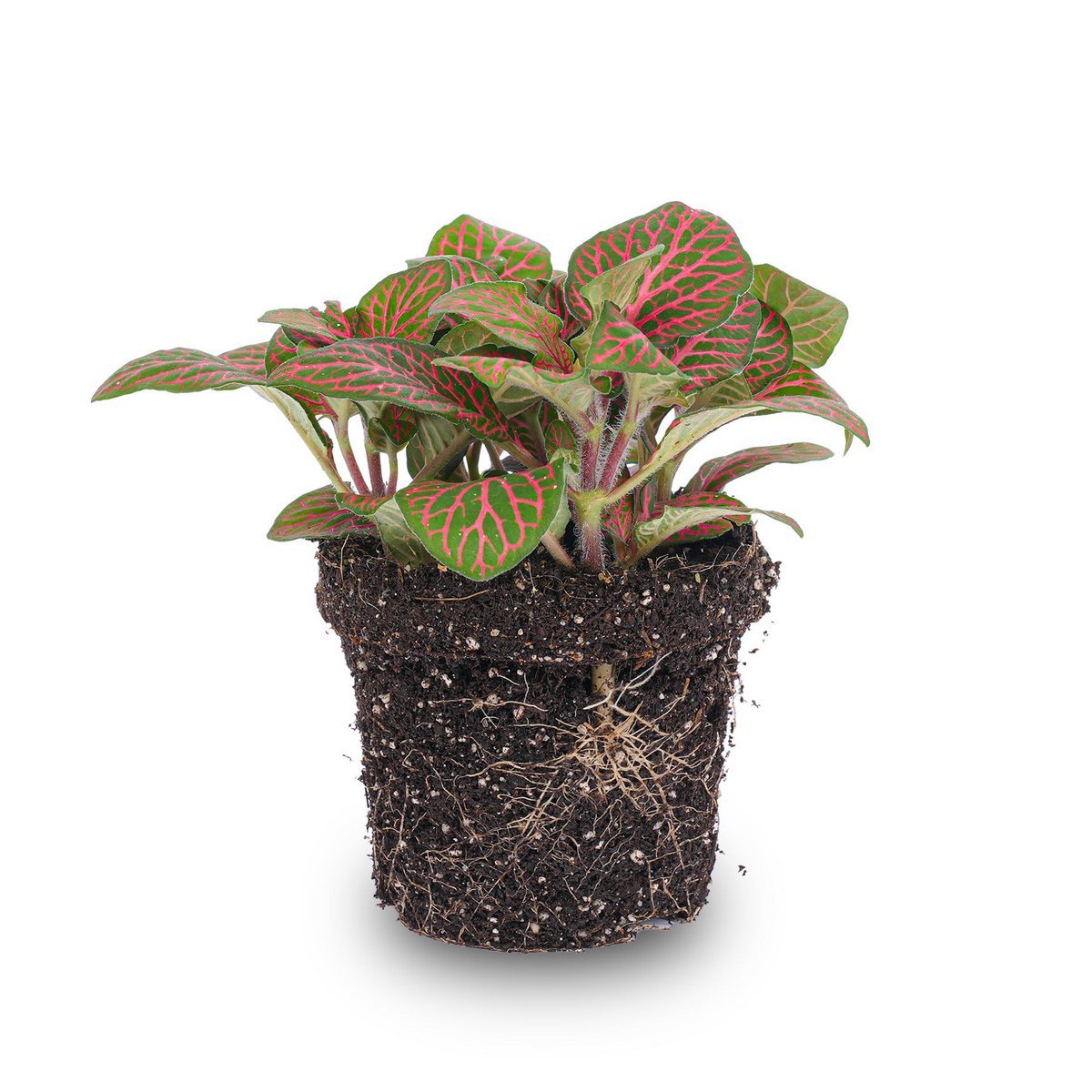Fittonia rood - Mozaïekplant