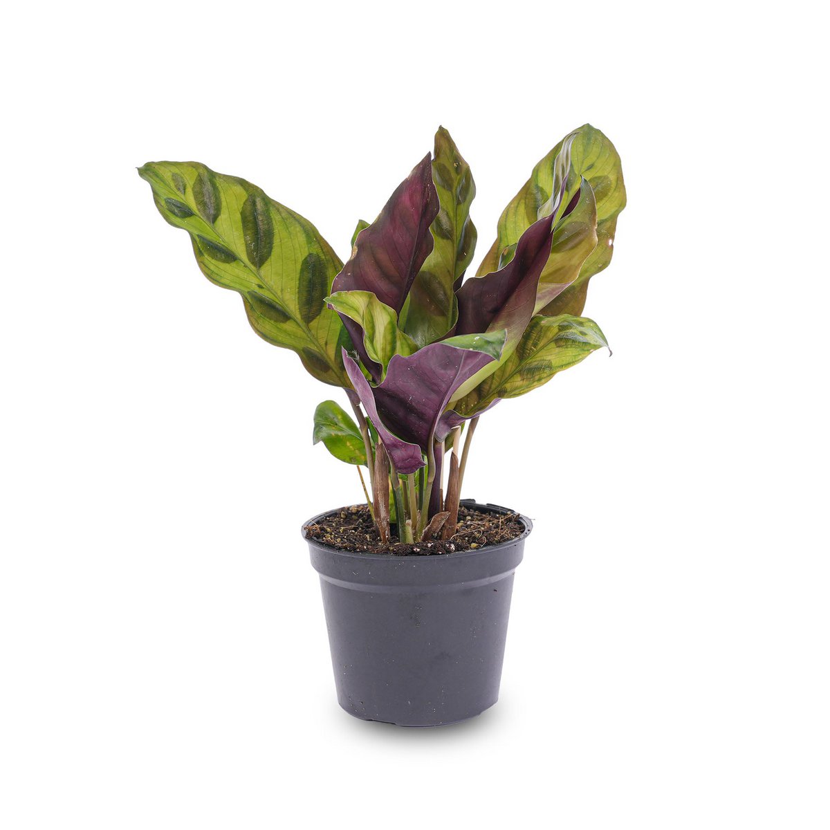 Calathea Lancifolia - Pauwplant - Terrariumplant