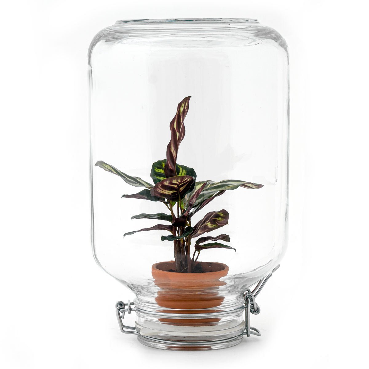 Easyplant - Ficus Ginseng Bonsai - DIY Terrarium Kit - ↑ 28 cm