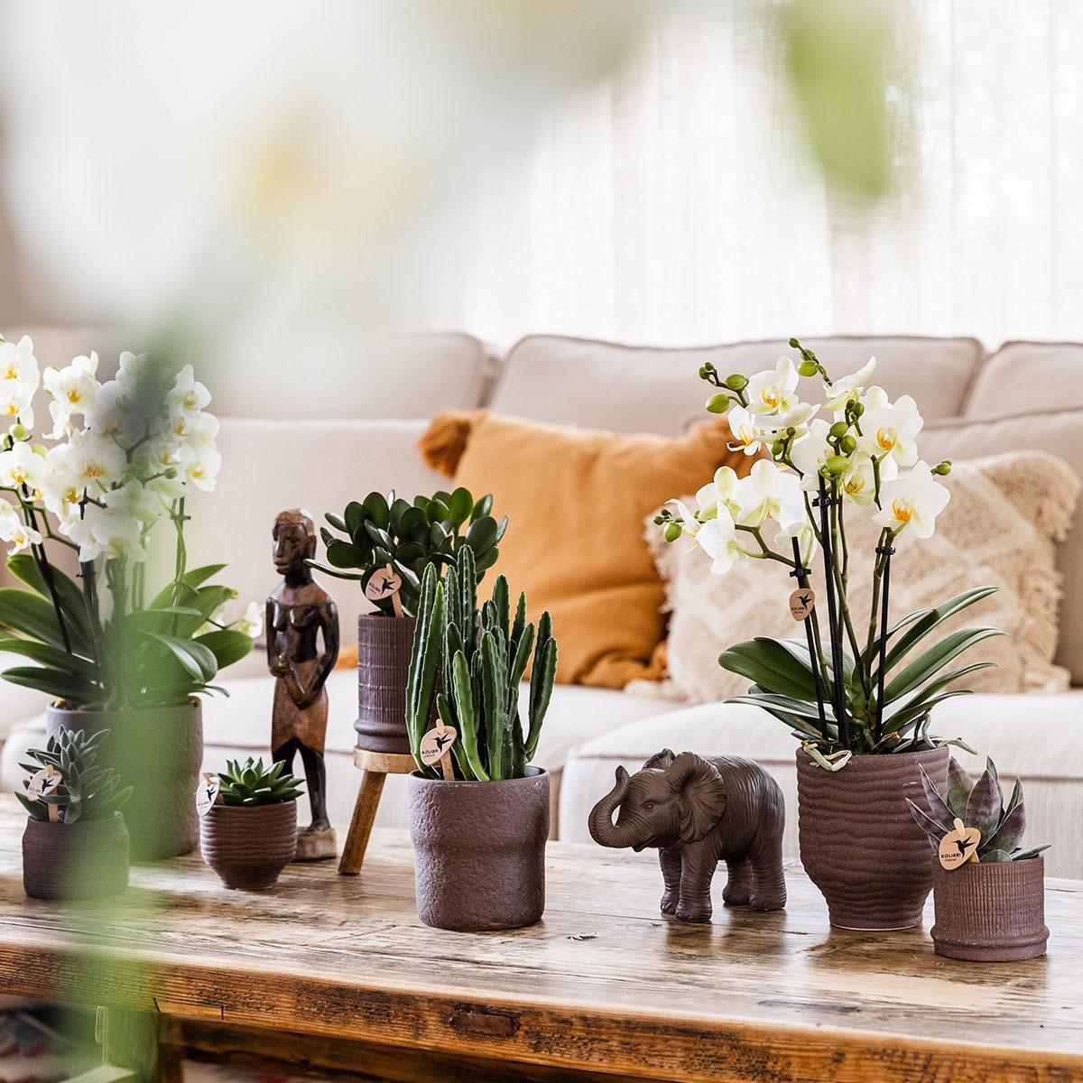 Kolibri Home | Bali sierpot - Brown - Ø6cm