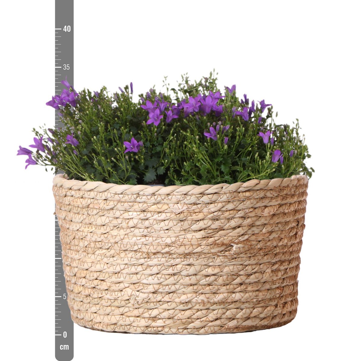 Campanula Addenda Ambella Intense purple - Rieten schaal met Campanula met watergeefsysteem - 3 stuks - Klokjesbloem paars - potmaat 12cm - binnen & buiten