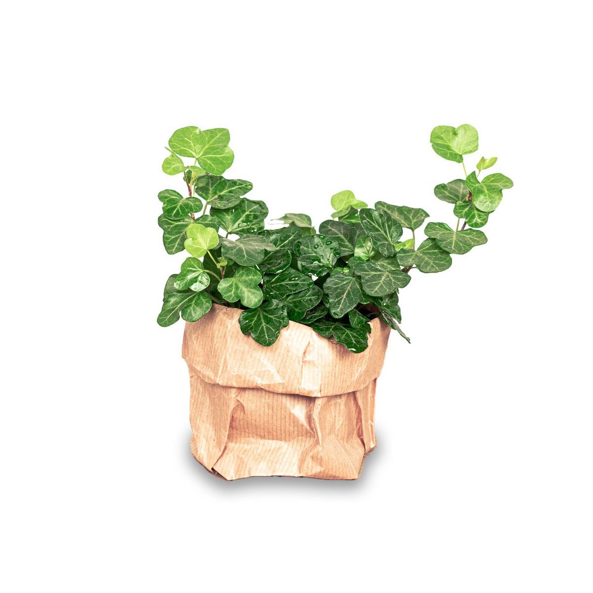 Hedera-helix - Ø 7 cm