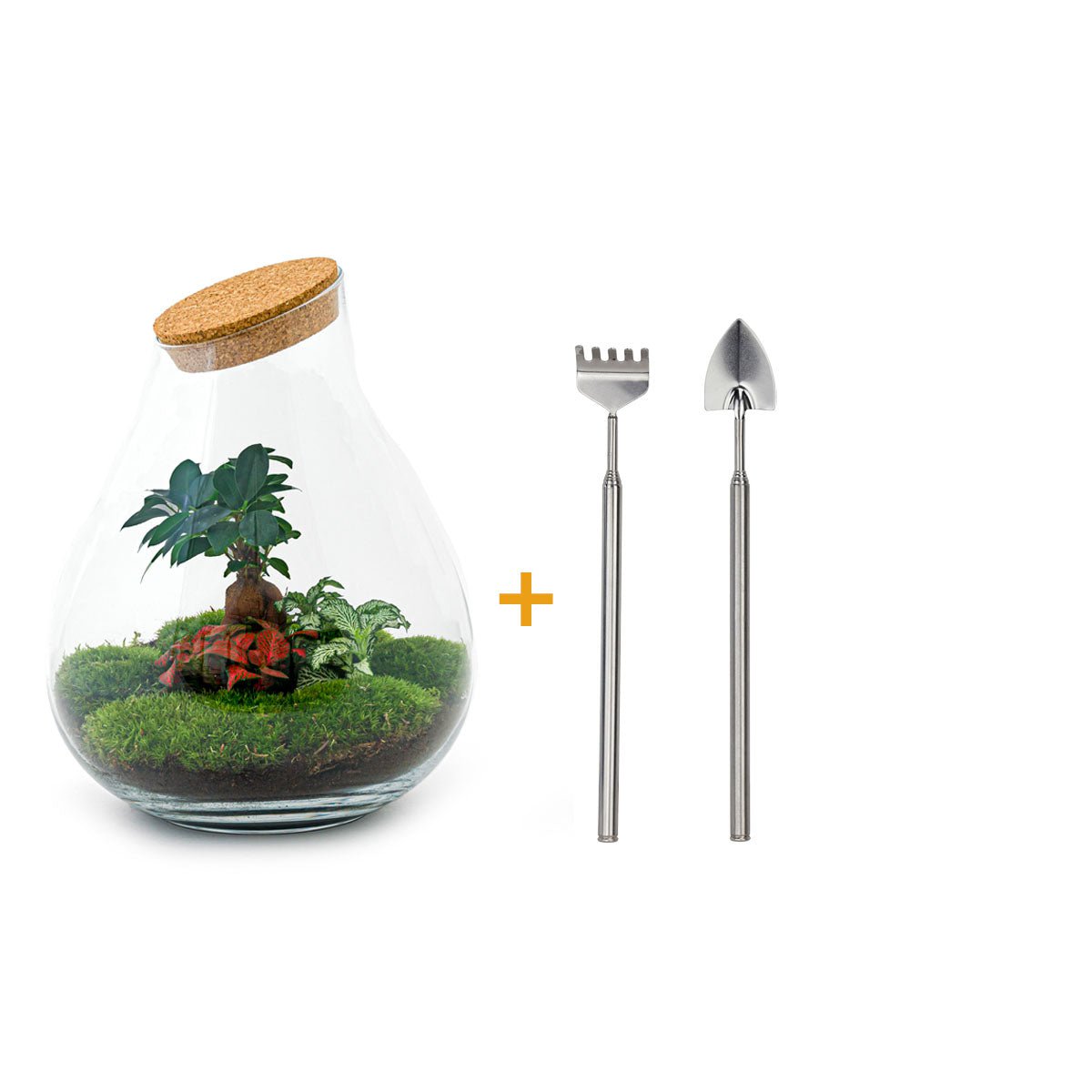Ecosysteem plant - Drop XXL Bonsai - Planten terrarium - ↑ 43 cm