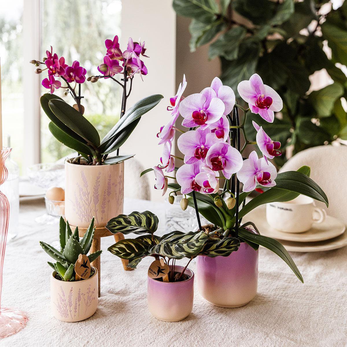 Colibr Orchids | Pink Orchid Nigagara Falls + Grawn Pot Pink - Potmate Ø9cm | -Driverende kamerplant - vers van de teler