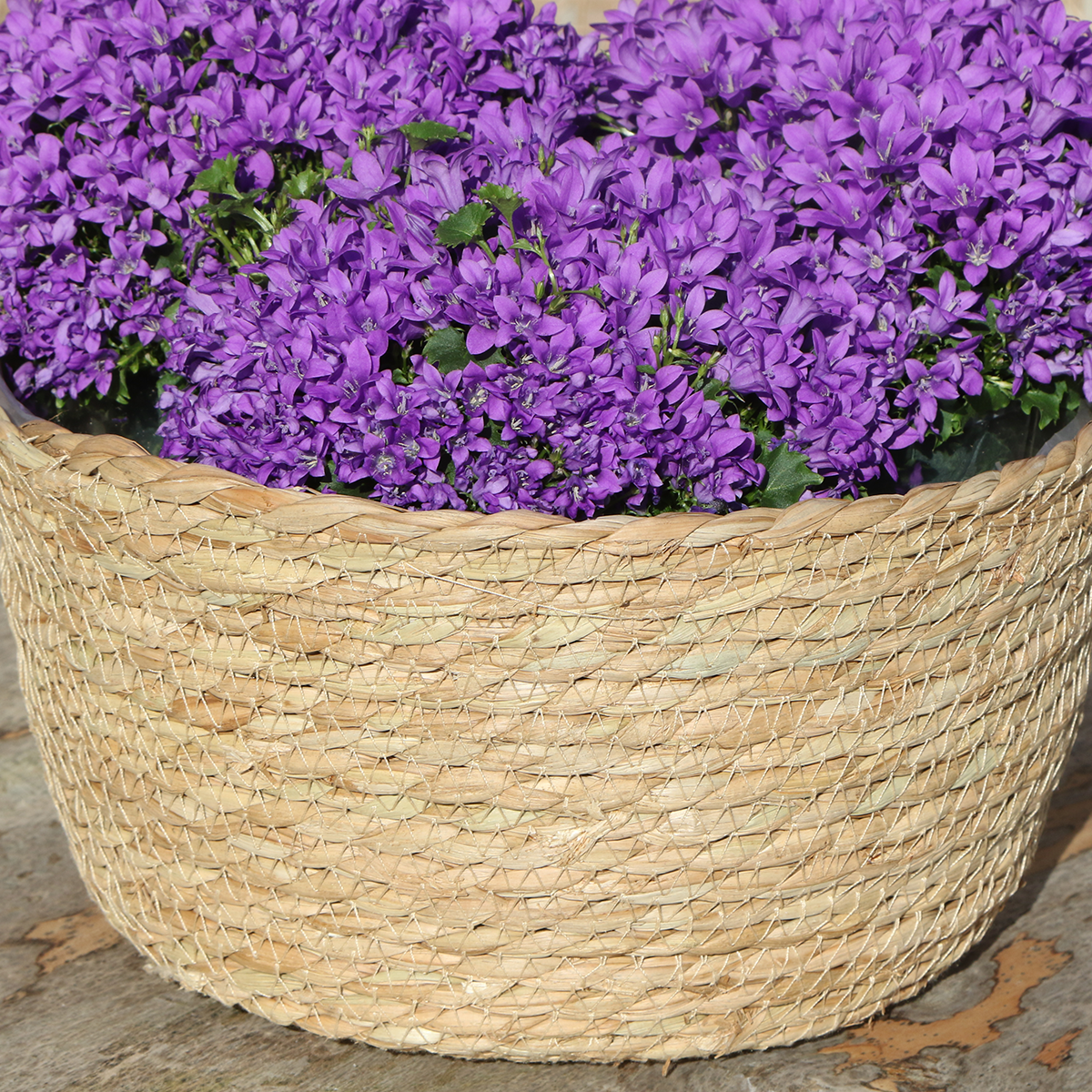 Campanula Addenda Ambella Intense purple - Rieten schaal met Campanula met watergeefsysteem - 3 stuks - Klokjesbloem paars - potmaat 12cm - binnen & buiten