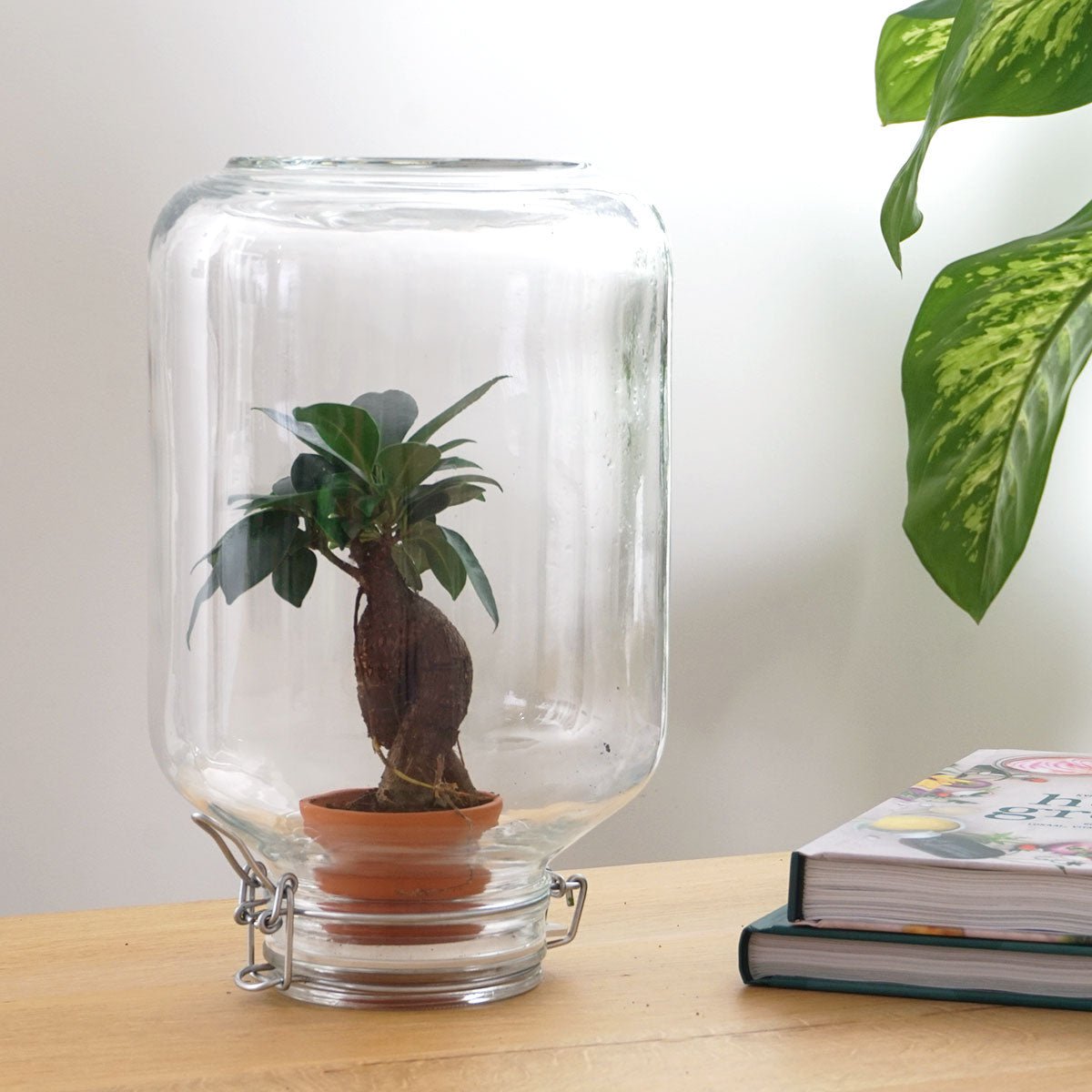 Easyplant - Ficus Ginseng Bonsai - DIY Terrarium Kit - ↑ 28 cm