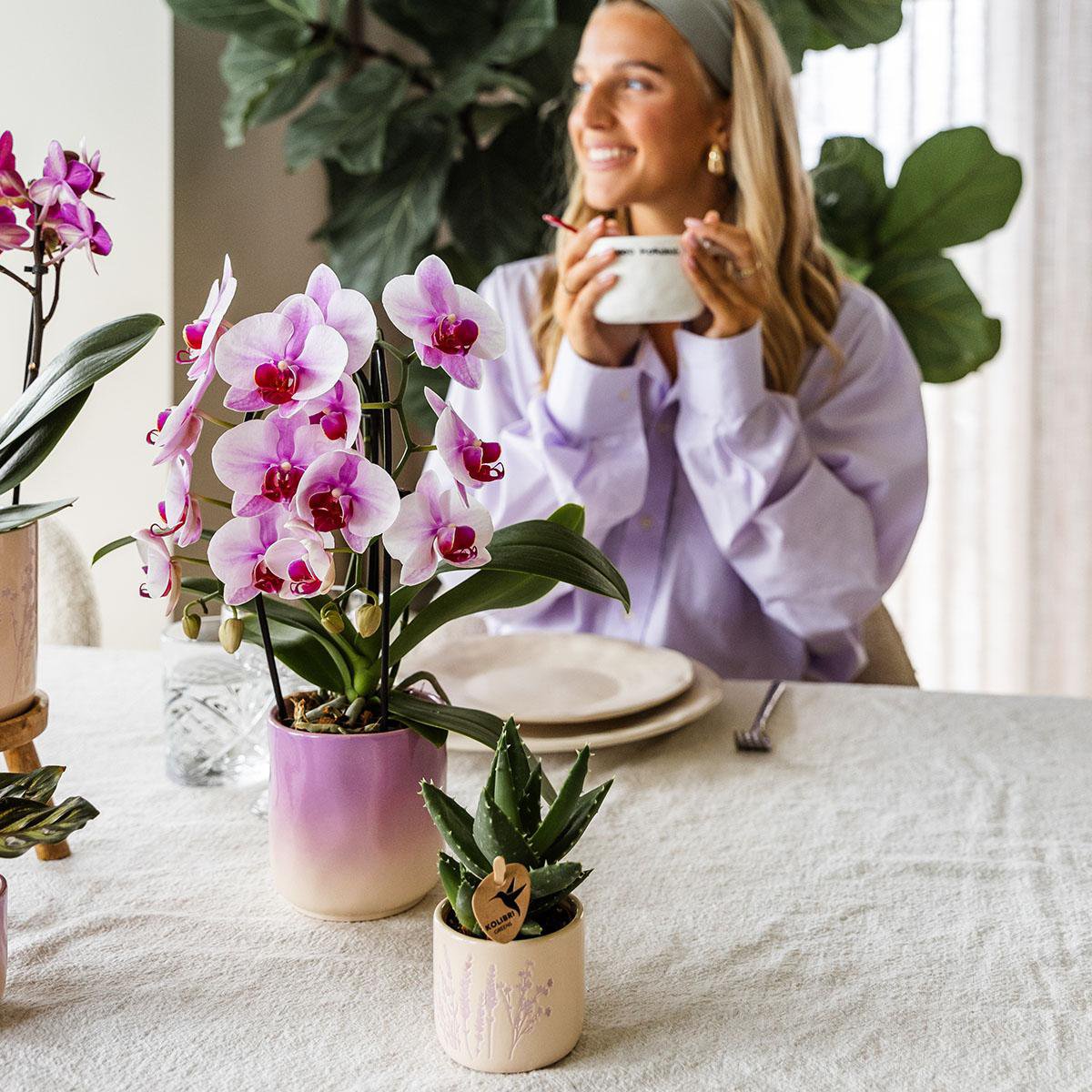 Colibr Orchids | Pink Orchid Nigagara Falls + Grawn Pot Pink - Potmate Ø9cm | -Driverende kamerplant - vers van de teler