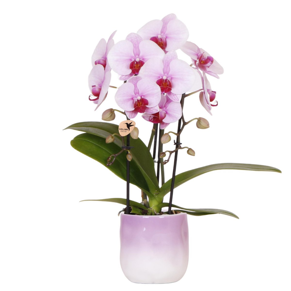 Colibr Orchids | Pink Orchid Nigagara Falls + Grawn Pot Pink - Potmate Ø9cm | -Driverende kamerplant - vers van de teler