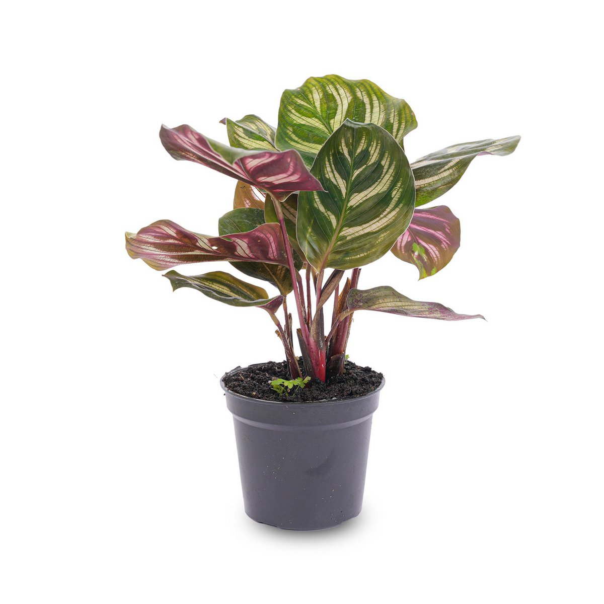 Calathea Makoyana - Pauwplant - Terrariumplant