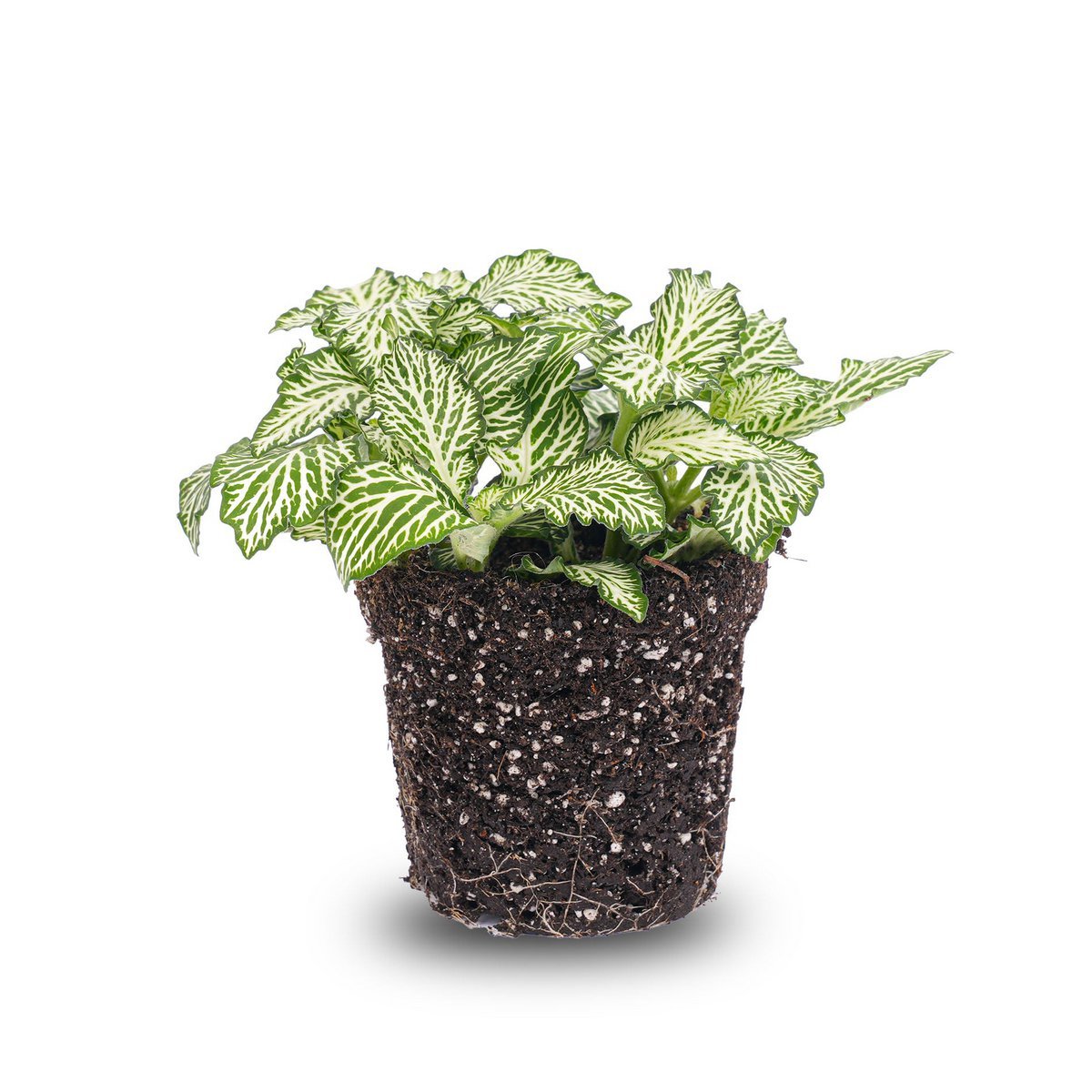 Fittonia White -White Tiger - Mozaïekplant