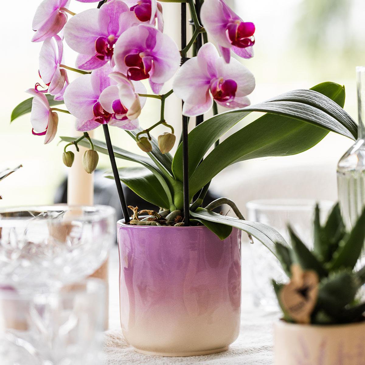 Colibr Orchids | Pink Orchid Nigagara Falls + Grawn Pot Pink - Potmate Ø9cm | -Driverende kamerplant - vers van de teler