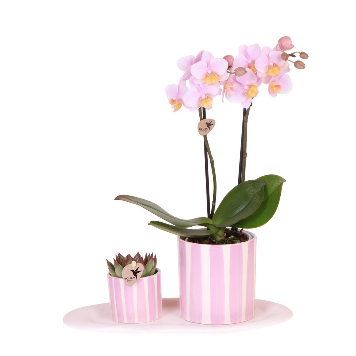 Kolibri Orchids | Gift set Mediterranean Sunset small | Groene plant met roze Phalaenopsis orchidee Andorra in Painted Stripe sierpotten op wit organisch dienblad