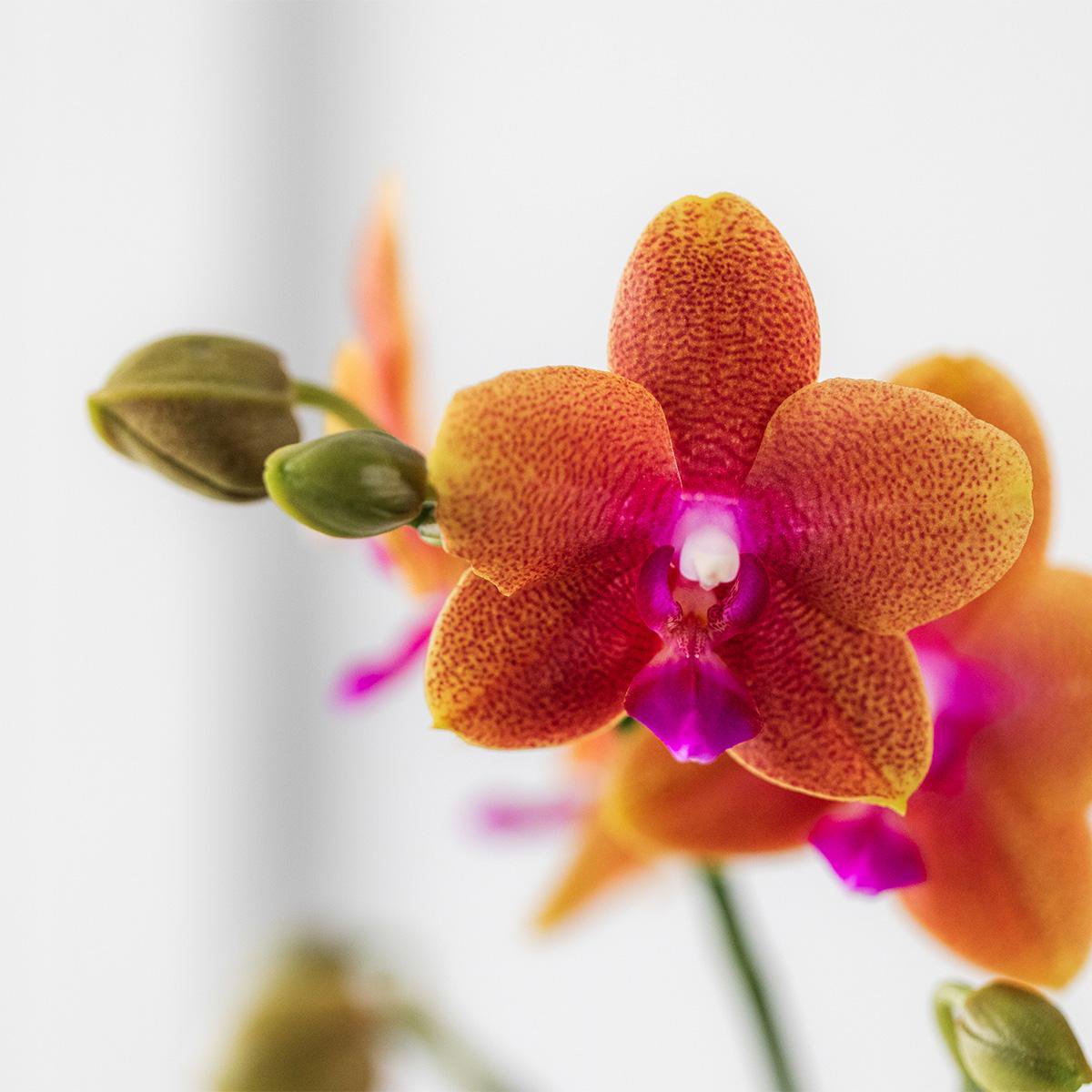 Kolibri Orchids | oranje geurende Phalaenopsis orchidee - Fragrance orange - potmaat Ø12cm | bloeiende kamerplant - vers van de kweker