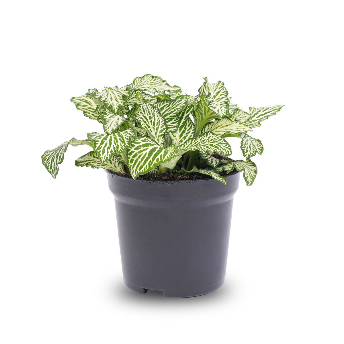 Fittonia White -White Tiger - Mozaïekplant