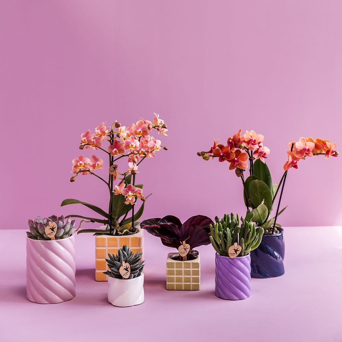 Kolibri Home | Candy sierpot - White - Ø6cm